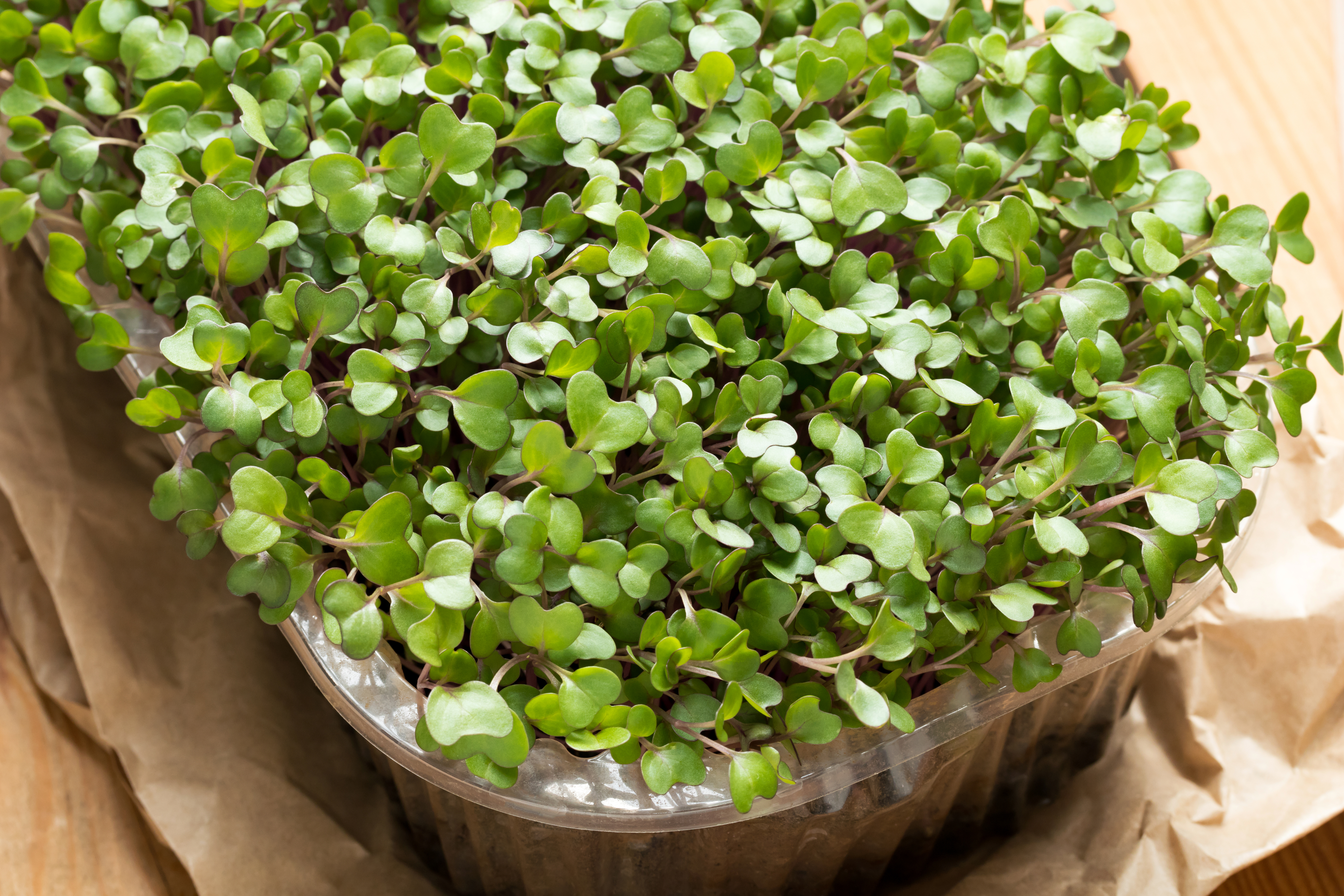 Microgreens: un verdadero suplemento multivitamínico en tu dieta
